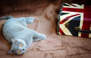 *** British cat *** wallpaper thumb