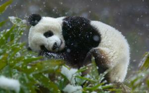 Giant Panda Cub wallpaper thumb