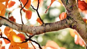 Fall Tree wallpaper thumb