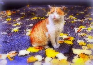 Cat in the Autumn wallpaper thumb