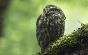 Little owl, moss, bokeh wallpaper thumb