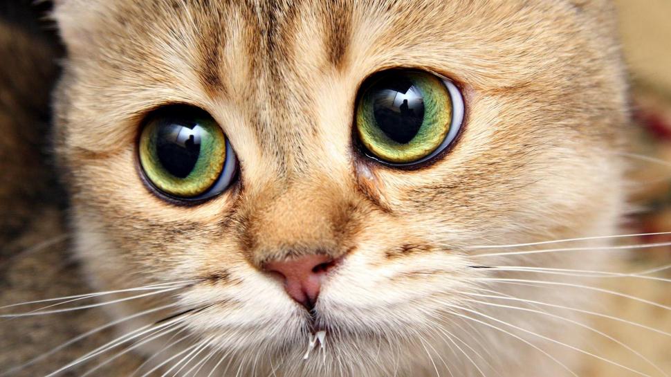 Cat Eyes wallpaper,color HD wallpaper,cute HD wallpaper,eyes HD wallpaper,animals HD wallpaper,1920x1080 wallpaper