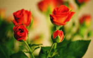 Warm flowers, red roses budding wallpaper thumb