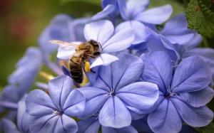 Blue flowers and bee close-up wallpaper thumb