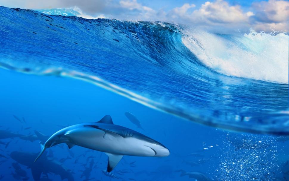 Shark in blue sea wallpaper,ocean wallpaper,wave wallpaper,blue wallpaper,Sea wallpaper,sky wallpaper,Splash wallpaper,shark wallpaper,HD Wallpaper wallpaper,1680x1050 wallpaper