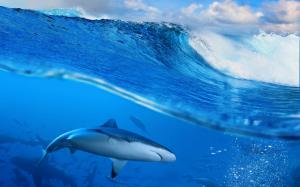 Shark in blue sea wallpaper thumb