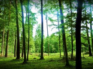 Nature landscape, forest, trees, summer, green, glare wallpaper thumb
