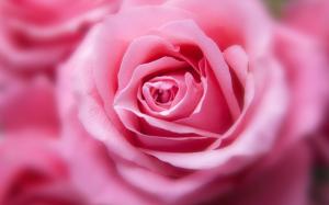 Pink Color Rose wallpaper thumb