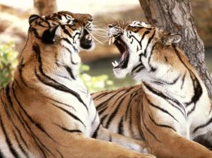 Bengal Tigers wallpaper thumb