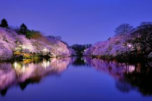 japan, osaka, city, park, lake, light, lights, night, blue, sky, trees, cherries, cherry, flowering wallpaper thumb