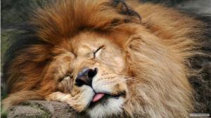 Sleeping Lion wallpaper thumb