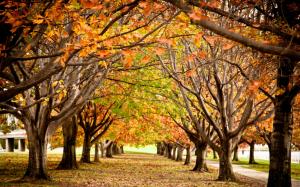 Autumn trees wallpaper thumb