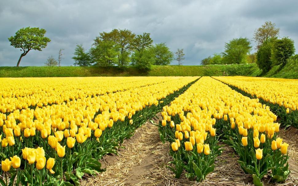 Yellow Tulips Field wallpaper,tulips HD wallpaper,yellow tulips HD wallpaper,field HD wallpaper,1920x1200 wallpaper