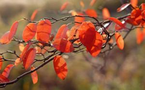 Macro Autumn Branch Leaves Orange wallpaper thumb