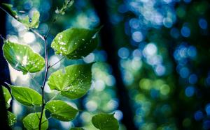 Green nature, branch, leaves, bokeh wallpaper thumb