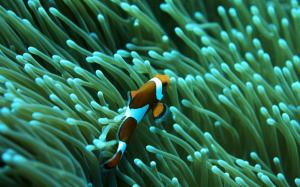 Clown fish, coral, underwater wallpaper thumb