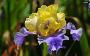 ~yellow & Purple Iris~ wallpaper thumb