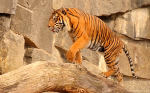 Sumatran Tiger wallpaper thumb