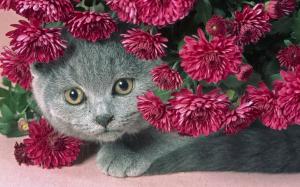 Cat and flowers wallpaper thumb