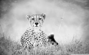 Cheetah Monochrome wallpaper thumb