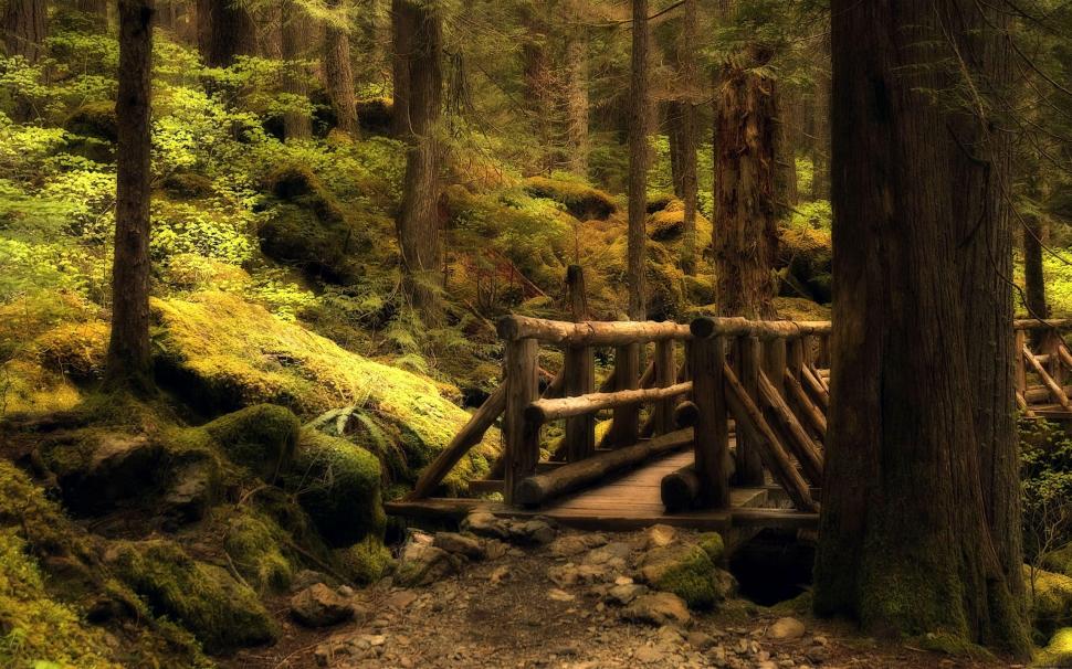 Mystery Bridge (dual Monitor) wallpaper,mystery HD wallpaper,bridge HD wallpaper,dual monitor HD wallpaper,nature HD wallpaper,its so cool HD wallpaper,green HD wallpaper,forest HD wallpaper,dual screen HD wallpaper,brown HD wallpaper,3d & abstract HD wallpaper,2560x1600 wallpaper