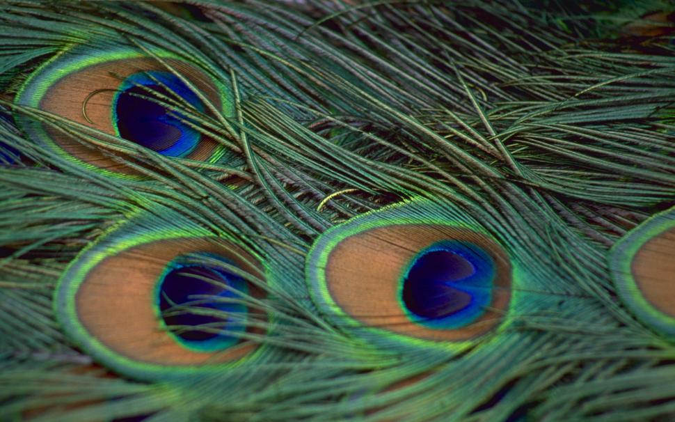 Peacock Feathers wallpaper,peacock HD wallpaper,feathers HD wallpaper,Wallpaper HD wallpaper,resolution high  HD wallpaper,1920x1200 HD wallpaper,4k pics HD wallpaper,2880x1800 wallpaper