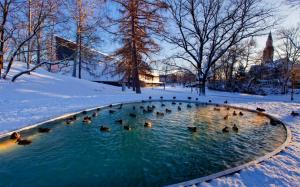 Winter, snow, trees, pond, ducks wallpaper thumb