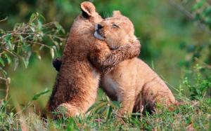 Baby Lions Hug wallpaper thumb