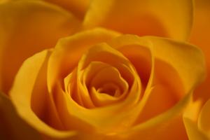 Yellow Rose wallpaper thumb