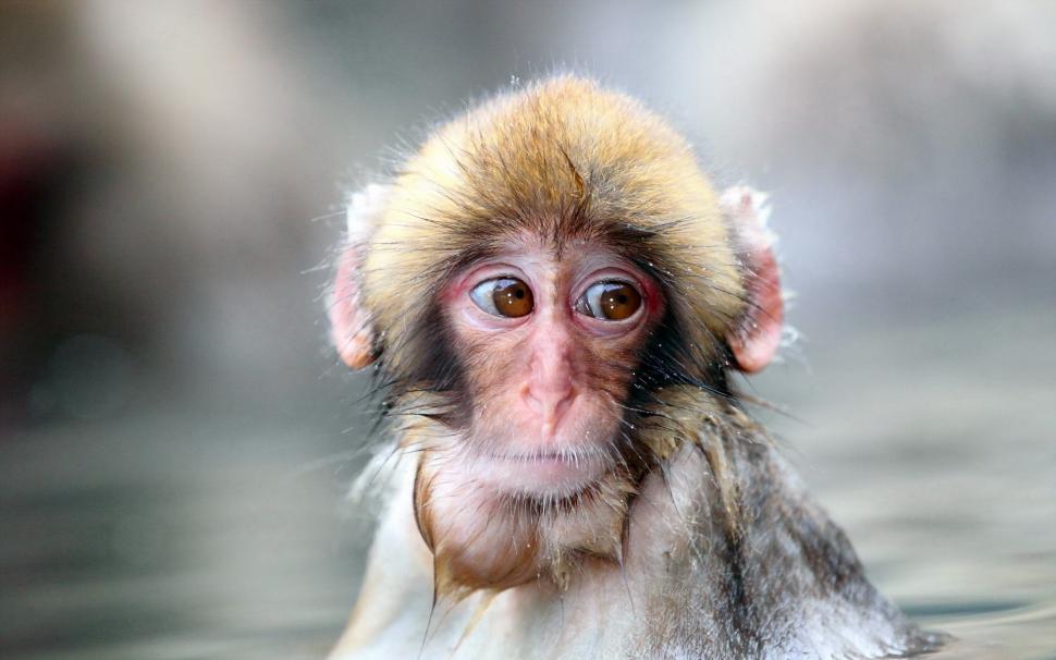 Cold winter of monkey wallpaper,Cold HD wallpaper,Winter HD wallpaper,Monkey HD wallpaper,1920x1200 wallpaper