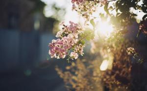 A light summer, Flowers, Sunshine, Bright, Street wallpaper thumb