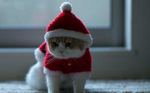 Little Kitty Ready for Christmas wallpaper thumb