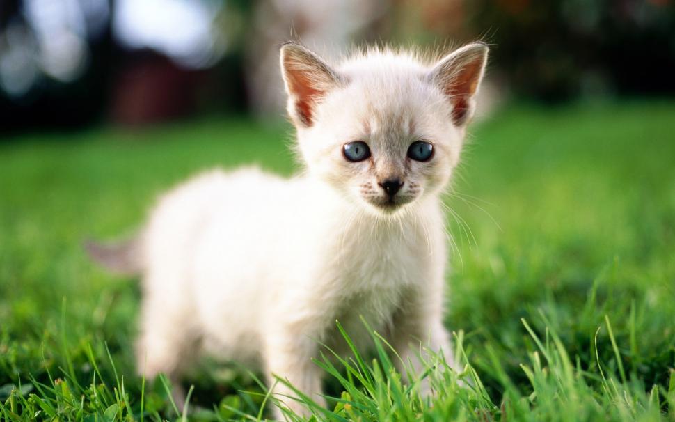 Cute little white cat wallpaper | animals | Wallpaper Better