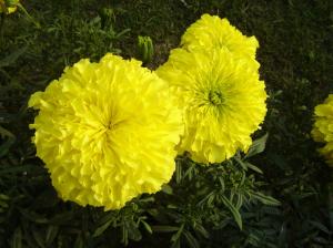 Marigold (Genda) Flower wallpaper thumb