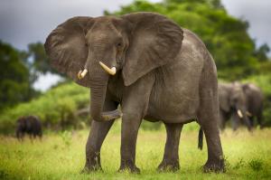 Africa elephants wallpaper thumb
