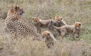 Cheetahs motherhood, family wallpaper thumb