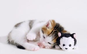 Cute Kitten & Pa Toy wallpaper thumb