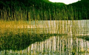 River, reeds, plant, water wallpaper thumb