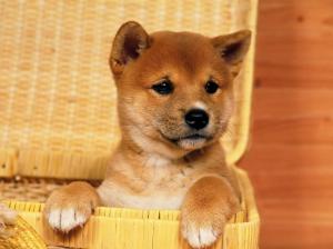 Cute Shiba Inu Puppy wallpaper thumb