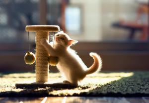 *** Playful Kitten *** wallpaper thumb