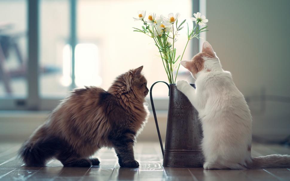 Two kittens and daisies wallpaper,Two HD wallpaper,Kitten HD wallpaper,Daisies HD wallpaper,1920x1200 wallpaper
