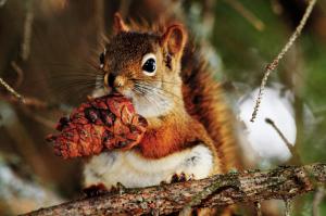 Squirrel Eating wallpaper thumb