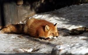 Winter fox sleep wallpaper thumb