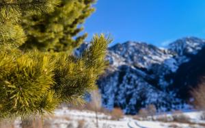 Nature Spruce Pine Needles Twigs Mountains wallpaper thumb