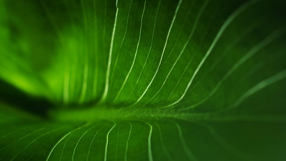 Leaf Macro Green HD wallpaper,nature HD wallpaper,macro HD wallpaper,green HD wallpaper,leaf HD wallpaper,1920x1080 wallpaper
