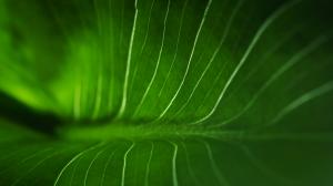 Leaf Macro Green HD wallpaper thumb