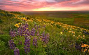 Valley Of Flowers wallpaper thumb