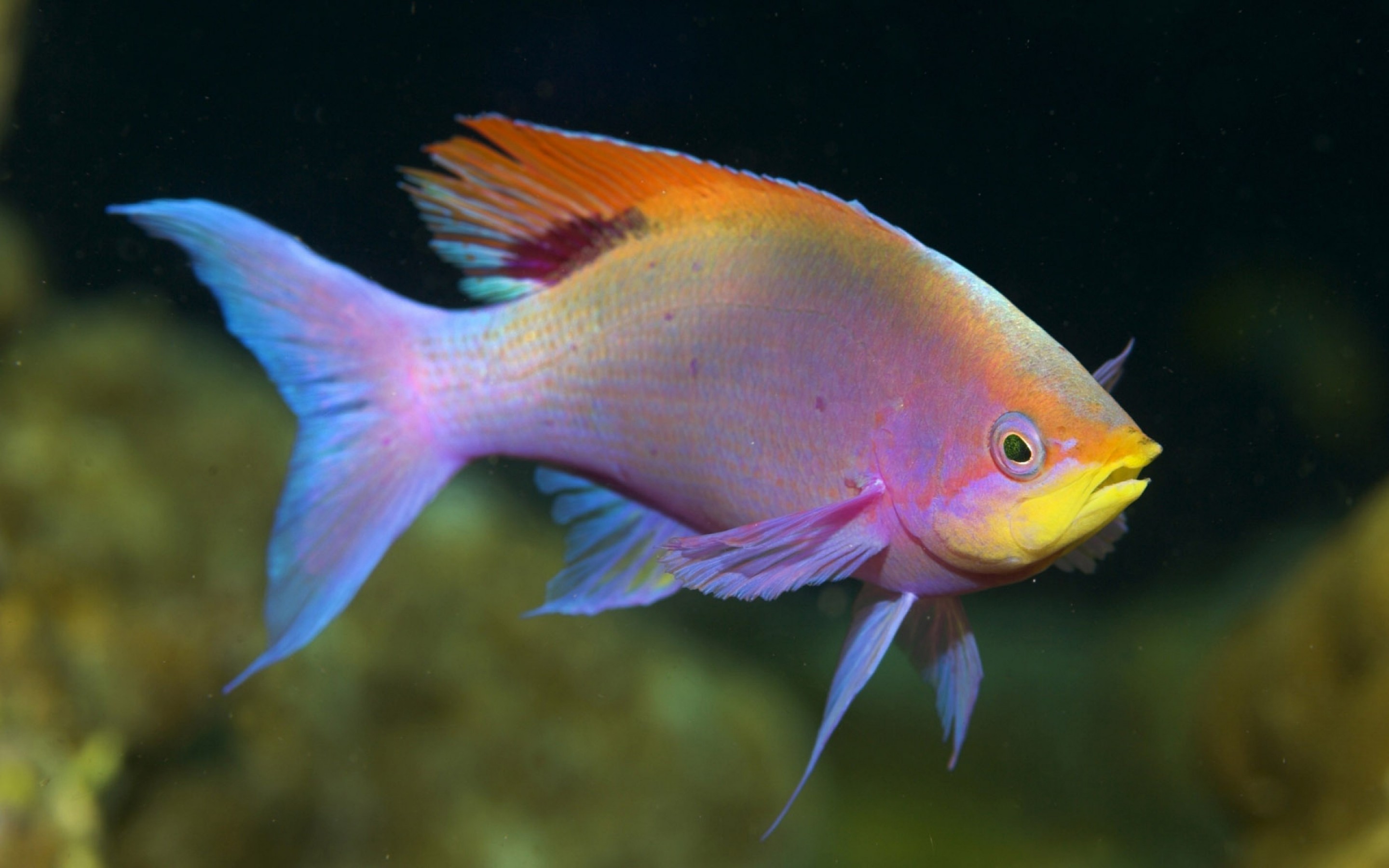 Beautiful Fish Photos Colorful Exotic Fish Wallpapers