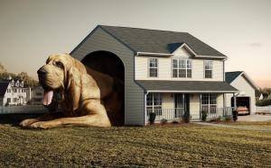 Dog House wallpaper thumb