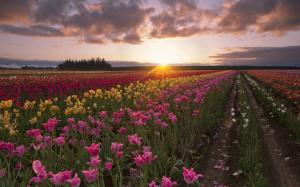Summer, tulip flowers, fields, sun rays, morning, dawn wallpaper thumb